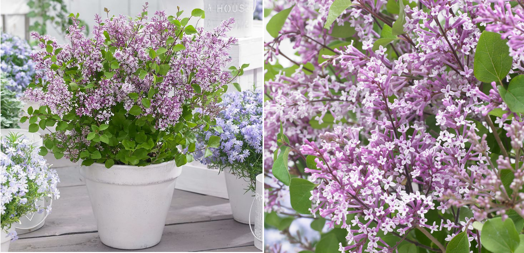 Сирень Мейера `Flowerfesta` ® purple.png